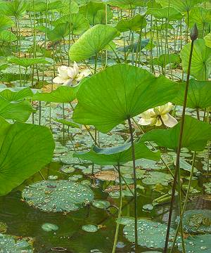Schilderijen van de kunstschilder Joke Frima bekijken en kopen bij galerie Wildevuur