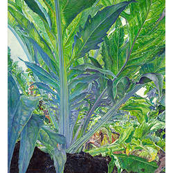 Artisjok | stilleven schilderij in olieverf van Adriana van Zoest koopt u nu online! ✓Hoogste kwaliteit & service ✓Veilig betalen ✓Gratis verzending