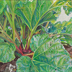 Rabarber | stilleven schilderij in pastel van Adriana van Zoest koopt u nu online! ✓Hoogste kwaliteit & service ✓Veilig betalen ✓Gratis verzending