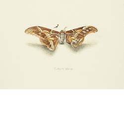 Vlinder I | stilleven schilderij in aquarel van Chris Herenius koopt u nu online! ✓Hoogste kwaliteit & service ✓Veilig betalen ✓Gratis verzending