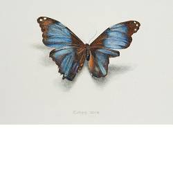 Vlinder II | stilleven schilderij in aquarel van Chris Herenius koopt u nu online! ✓Hoogste kwaliteit & service ✓Veilig betalen ✓Gratis verzending