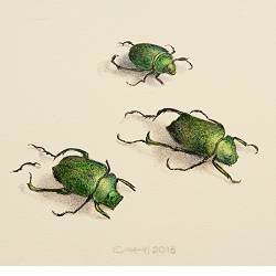 Drie kevers | stilleven schilderij in acrylverf van Chris Herenius koopt u nu online! ✓Hoogste kwaliteit ✓Veilig betalen ✓Gratis verzending