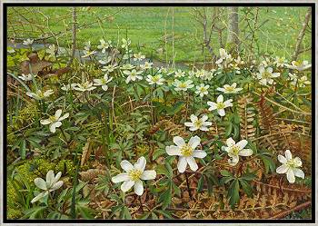 Bosanemonen | schilderij van een landschap in olieverf van Joke Frima koopt u nu online! ✓Hoogste kwaliteit ✓Veilig betalen ✓Gratis verzending