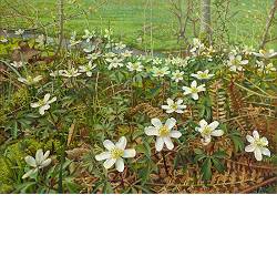 Bosanemonen | schilderij van een landschap in olieverf van Joke Frima koopt u nu online! ✓Hoogste kwaliteit ✓Veilig betalen ✓Gratis verzending